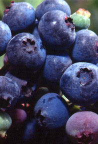 Photo of Blueberries