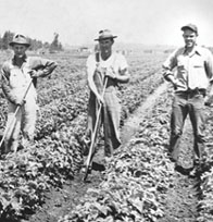 Photo of Berry Farmers