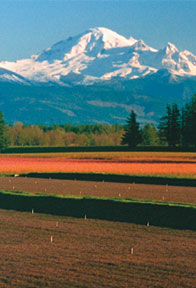 Photo of Berry Farm