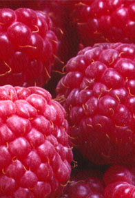 Photo of raspberries