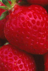 Photo of Strawberries
